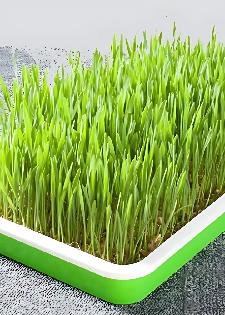 hydroponic maize grass