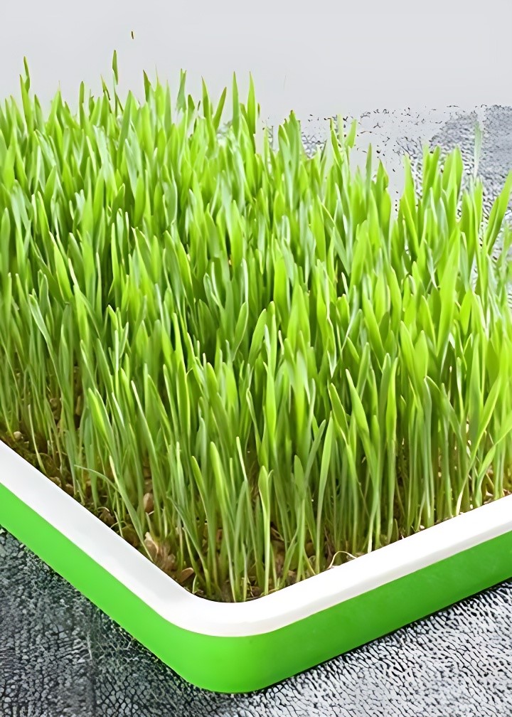 hydroponic maize grass01