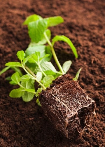 organic-fertilizer