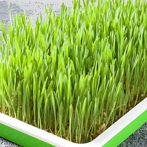 hydroponic maize grass