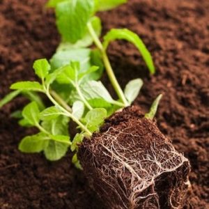 organic-fertilizer
